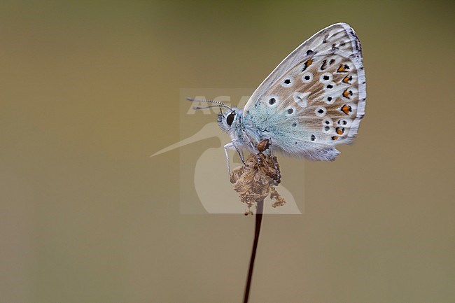 Chalk-hill Blue, Polyommatus coridon stock-image by Agami/Wil Leurs,