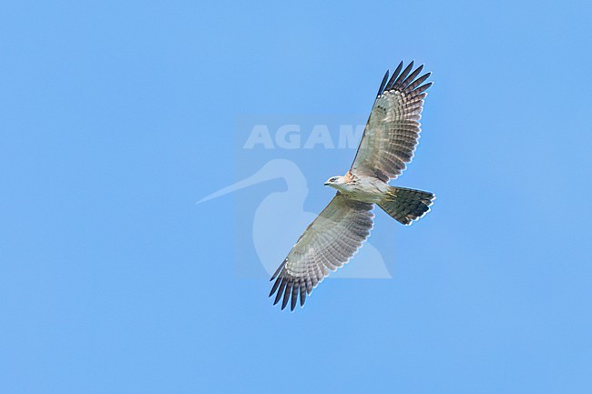 Philippine Honey-buzzard (Pernis steerei) Soaring above the forest in the Philippines stock-image by Agami/Dubi Shapiro,