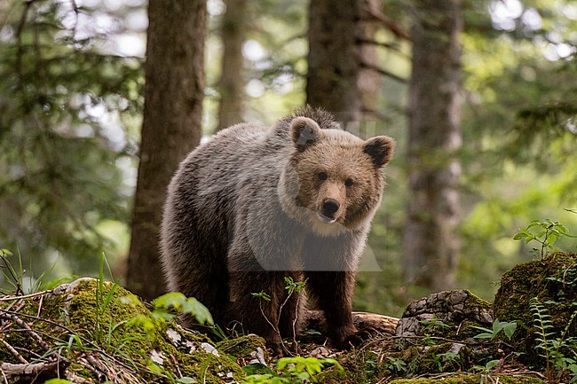 A European brown bear, Ursus arctos, standing and looking at the camera. Notranjska forest, Inner Carniola, Slovenia stock-image by Agami/Sergio Pitamitz,