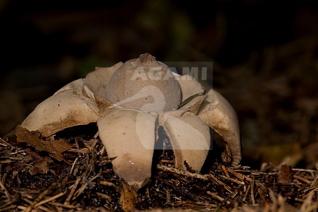 Gekraagde aardster, Collared earthstar stock-image by Agami/Han Bouwmeester,