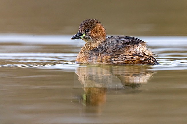 Little Grebe (Tachybaptus ruficollis) in Italy. Swimming on a lake. stock-image by Agami/Daniele Occhiato,