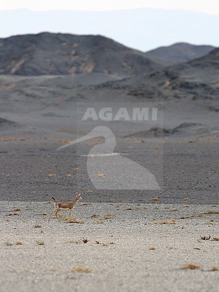 Goitered Gazelle (Gazella subgutturosa) in the Gobi desert in Mongolia. This is a species where the males have an enlargement of the neck and throat during the mating season. stock-image by Agami/James Eaton,