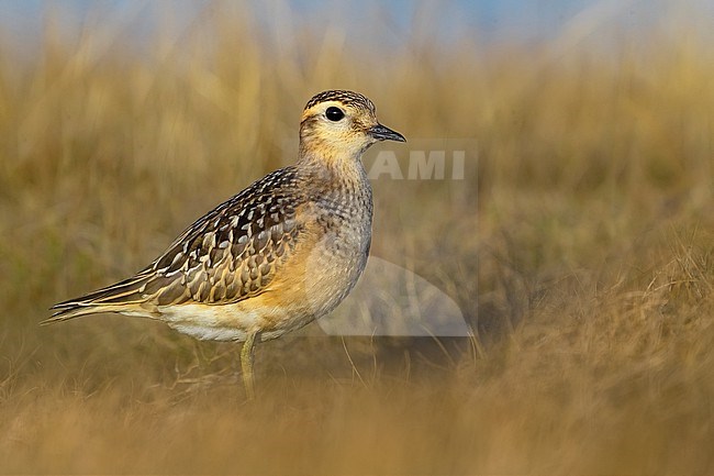 Eurasian Dotterel, Charadrius morinellus, in Italy. stock-image by Agami/Daniele Occhiato,