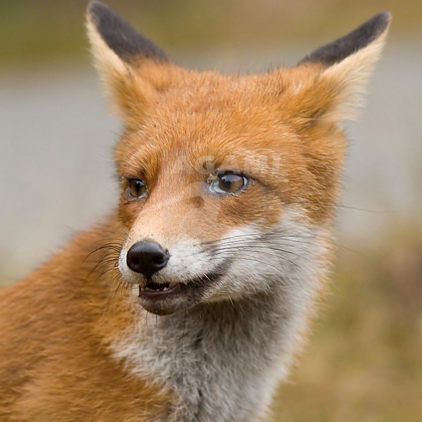 Vos close-up; Red fox close-up stock-image by Agami/Han Bouwmeester,