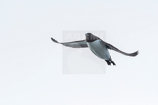 Brunnich's guillemot in flight, Uria lomvia. Nordaustlandet, Svalbard, Norway stock-image by Agami/Sergio Pitamitz,