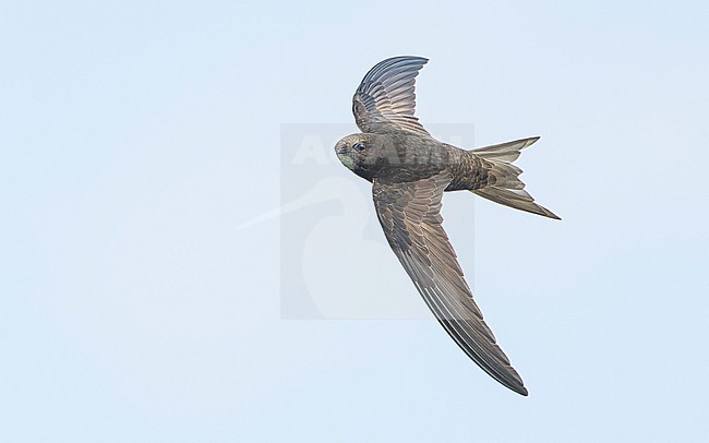 Common swift (Apus apus) in flight, showing upper wing and pale throat stock-image by Agami/Lennart Verheuvel,
