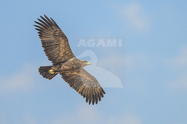 Steppe eagle, Aquila nipalensis, in flight with the sky as background. stock-image by Agami/Sylvain Reyt,