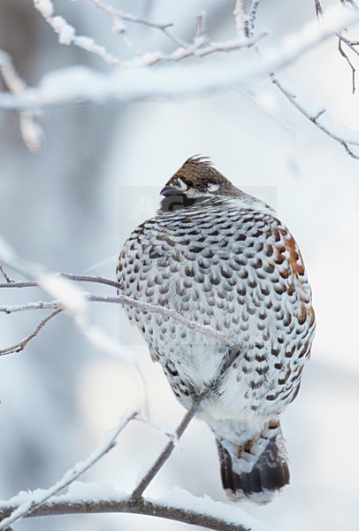 Mannetje Hazelhoen rustend in besneeuwde struiken; Male Hazel Grouse resting in snow covered trees stock-image by Agami/Markus Varesvuo,