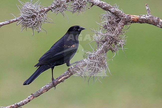 Subadult or adult male Red-winged Blackbird (Agelaius phoeniceus) in non-breeding plumage Hidalgo County, Texas, United States. stock-image by Agami/Brian E Small,