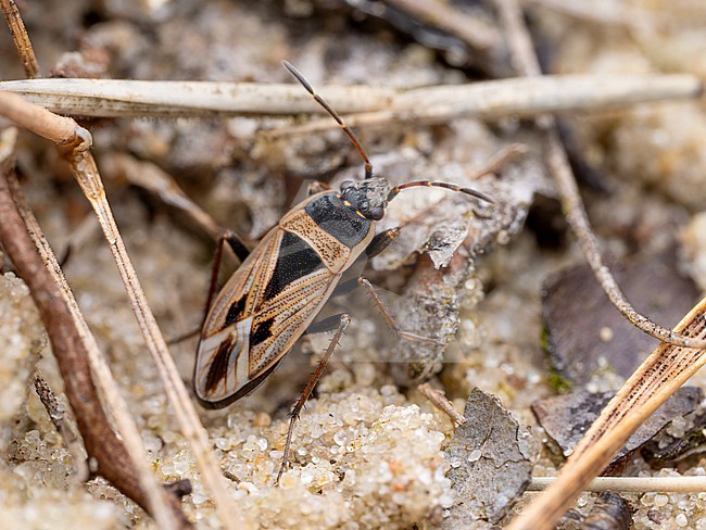 Imago of Xanthochilus quadratus stock-image by Agami/Arnold Meijer,