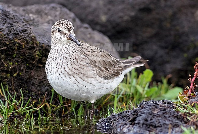 Adult winter plumage White-rumped Sandpiper sitting in Caldera, Corvo, Azores. October 31, 2006. stock-image by Agami/Vincent Legrand,