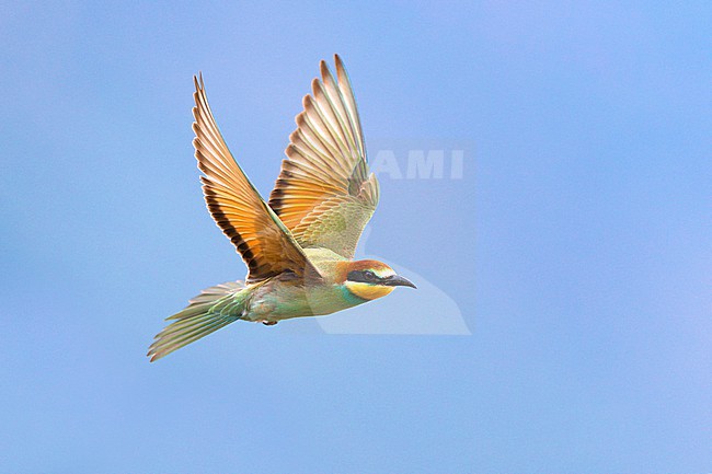 European Bee-eater, Merops apiaster, in Italy. stock-image by Agami/Daniele Occhiato,