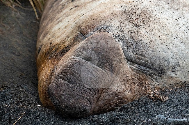Sleeping male Southern Elephant Seal (Mirounga leonina) on Macquarie Island, Australia. stock-image by Agami/Marc Guyt,