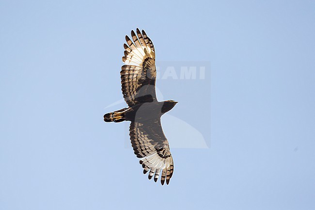 adult long-crested eagle (Lophaetus occipitalis) in flight, found in Kafa Biosphere Reserve in Ethiopia stock-image by Agami/Mathias Putze,