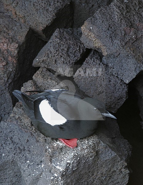 Icelandic Black Guillemot (Cepphus grylle islandicus). Adult perched on a rock at the coast of Hafnaberg in Iceland. stock-image by Agami/Helge Sorensen,