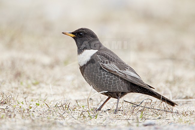 Mannetje Beflijster; Male Ring Ouzel stock-image by Agami/Markus Varesvuo,