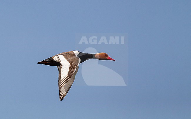 Red-crested Pochard (Netta rufina) adult male in flight over Apaj Fishponds, Kiskunsag, Hungary stock-image by Agami/Helge Sorensen,