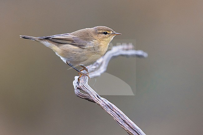 Willow Warbler, Phylloscopus trochilus, in Italy. Perched on a twig. stock-image by Agami/Daniele Occhiato,