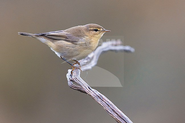 Willow Warbler, Phylloscopus trochilus, in Italy. Perched on a twig. stock-image by Agami/Daniele Occhiato,