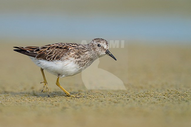 Adult breeding
Galveston Co., TX
May 2023 stock-image by Agami/Brian E Small,