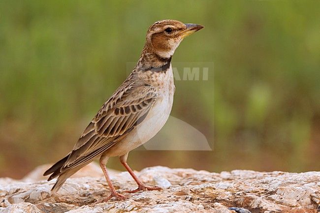 Bergkalanderleeuwerik op de grond; Bimaculated Lark on the ground stock-image by Agami/Daniele Occhiato,