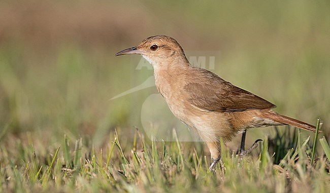 Rufous Hornero (Furnarius rufus) walking in a meadow near Intervales in Brazil stock-image by Agami/Ian Davies,