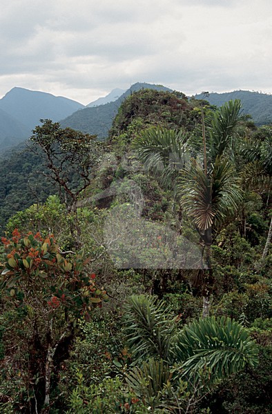 cloud forest Abra Patrica Peru; regenwoud Abra Patrica Peru stock-image by Agami/Marc Guyt,
