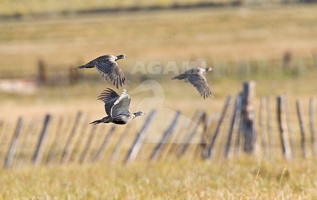 Waaierhoen, Greater Sage-Grouse stock-image by Agami/Marc Guyt,