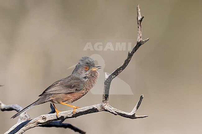 Dartford Warbler (Sylvia undata ssp. undata), France, adult male singing stock-image by Agami/Ralph Martin,