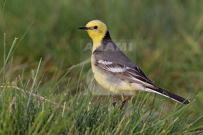 Mannetje Citroenkwikstaart in zomerkleed, Male Citrine Wagtail in summer plumage stock-image by Agami/Daniele Occhiato,