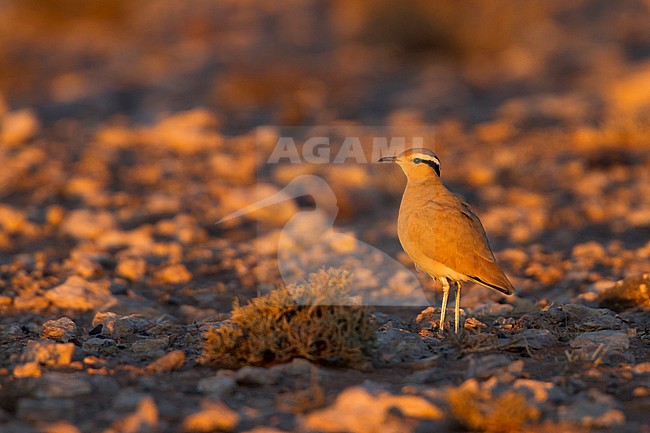 Cream-coloured Courser - Rennvogel - Cursorius cursor ssp. cursor, Morocco, adult stock-image by Agami/Ralph Martin,