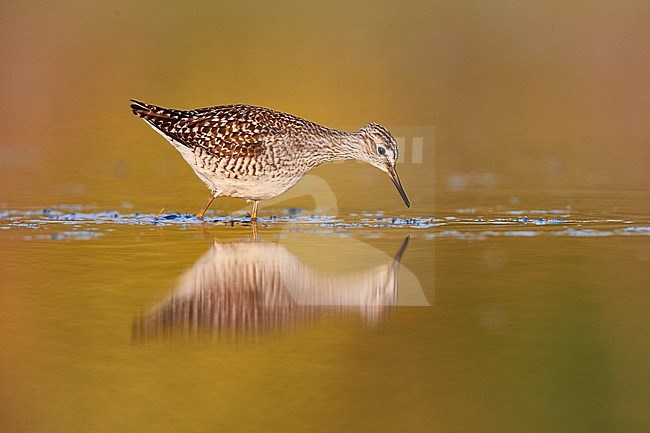 Wood Sandpiper (Tringa glareola), adult looking for food in a pond, Campania, Italy stock-image by Agami/Saverio Gatto,