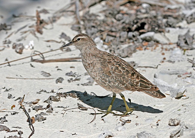 Kiritimatistrandloper foeragerend op het strand; Tuamotu Sandpiper foraging on the beach stock-image by Agami/Pete Morris,