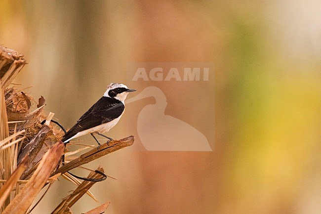 Vitatta Bonte Tapuit man zittend in dadelpalm; Vittata Pied Wheatear male perched stock-image by Agami/Marc Guyt,