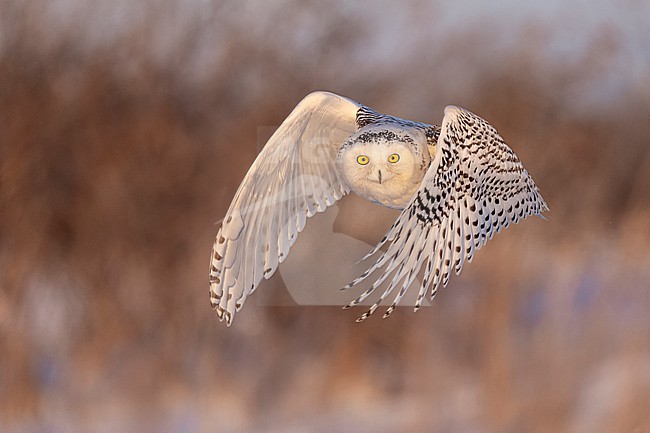 Snowy Owl (Bubo scandiacus) in snow covered landscape in Ontario Canada. stock-image by Agami/Marcel Burkhardt,