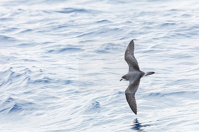 Bermuda Petrel (Pterodroma cahow) in flight off the coast of Bermuda. stock-image by Agami/Marc Guyt,