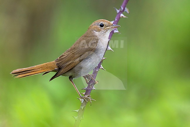 Common Nightinglae (Luscinia megarhynchos) perched in a tree in Italy. stock-image by Agami/Daniele Occhiato,