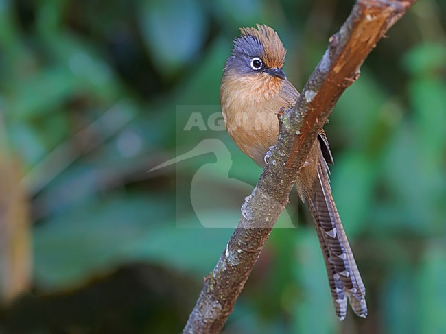 Brilstreepvleugel op tak, Spectacled Barwing on branch stock-image by Agami/Alex Vargas,