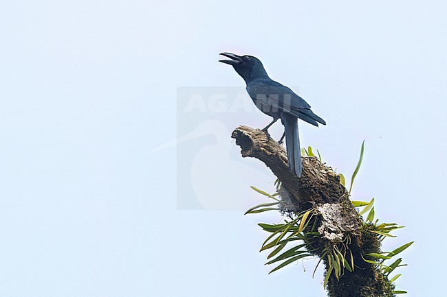 Philippine Jungle Crow (Corvus philippinus) perched  in the Philippines stock-image by Agami/Dubi Shapiro,