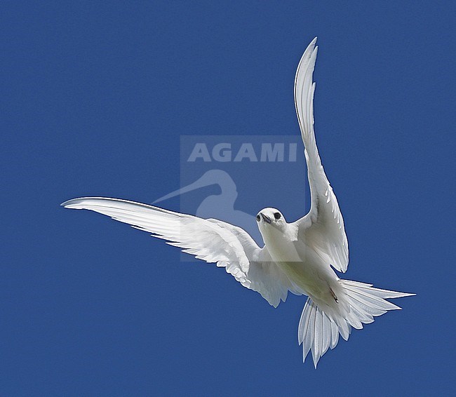 White Tern, Gygis alba, in French Polynesia. stock-image by Agami/James Eaton,