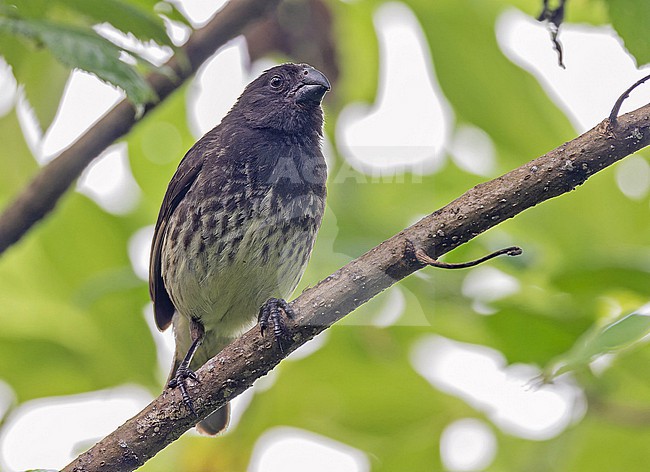 Male Vegetarian Finch (Platyspiza crassirostris) on the Galapagos Islands, part of the Republic of Ecuador. stock-image by Agami/Pete Morris,
