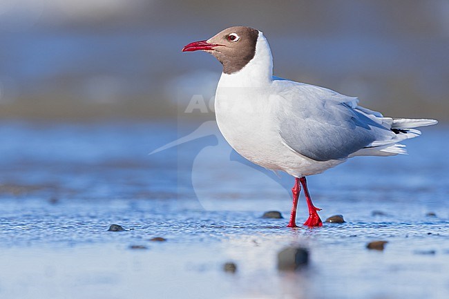 Brown-hooded Gull (Chroicocephalus maculipennis) at a lake in Argentina stock-image by Agami/Dubi Shapiro,