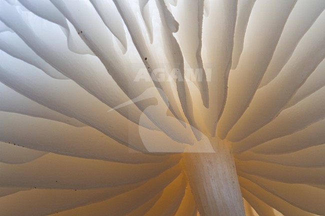 Porseleinzwam, Porcelain fungus, Oudemansiella mucida stock-image by Agami/Menno van Duijn,