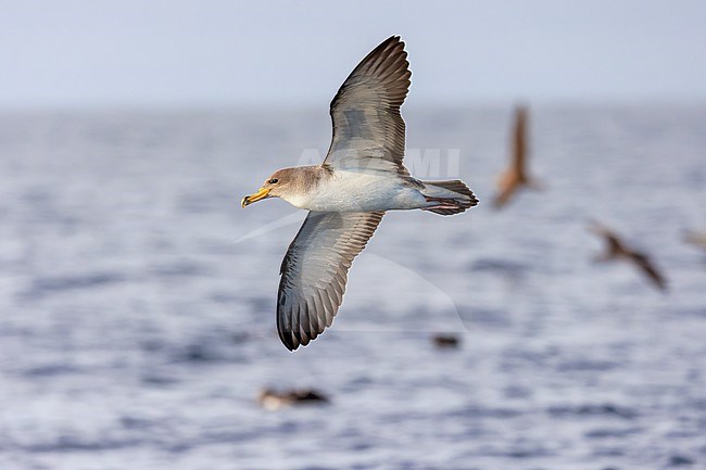 An adult Scopoli's shearwater fills the frame flying. It is seen from the bottom showing off its distinctive identification features. It is seen against a clear light blue background. Scopoli's Shearwaters breed on rocky islands and on steep coasts in the Mediterranean but outside the breeding season it forages in the Atlantic. stock-image by Agami/Jacob Garvelink,