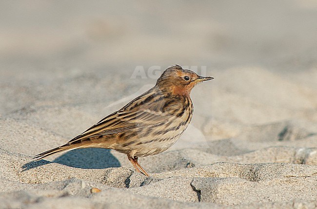Adult Red-throated Pipit (Anthus cervinus) during autumn migration. Walking on a beach on the island Helgoland in the north sea of Germany. stock-image by Agami/Marc Guyt,