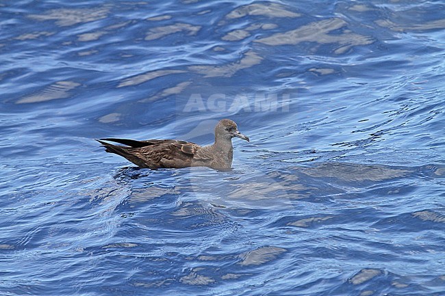 Wedge-tailed Shearwater (Ardenna pacifica) sitting at sea in the southern pacific ocean near New Caledonia. stock-image by Agami/Pete Morris,