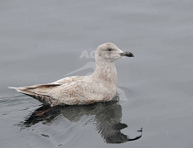 First-winter Glaucous-winged Gull (Larus glaucescens) swimming in the harbour of Rausu in Hokkaido, Japan. stock-image by Agami/Dani Lopez-Velasco,