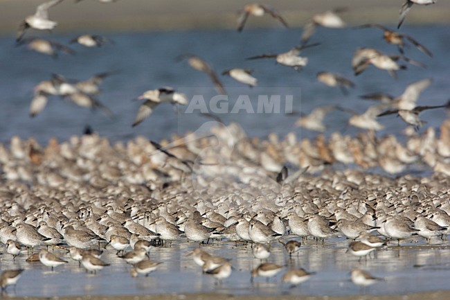 Kanoeten in de waddenzee; Red Knots in the waddensea stock-image by Agami/Arie Ouwerkerk,