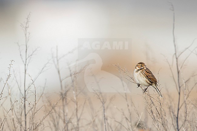 Reed Bunting - Rohrammer - Emberiza schoeniclus ssp. schoeniclus, Germany, 2nd cy stock-image by Agami/Ralph Martin,