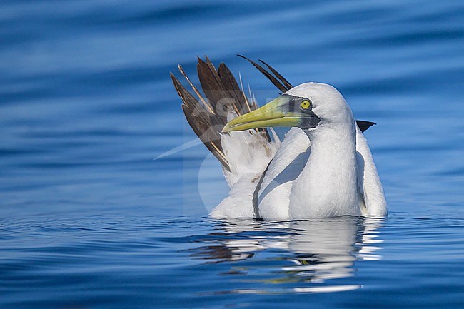 Masked Booby, Sula dactylatra, resting on the sea. stock-image by Agami/Sylvain Reyt,